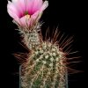 Echinocerues_fendleri